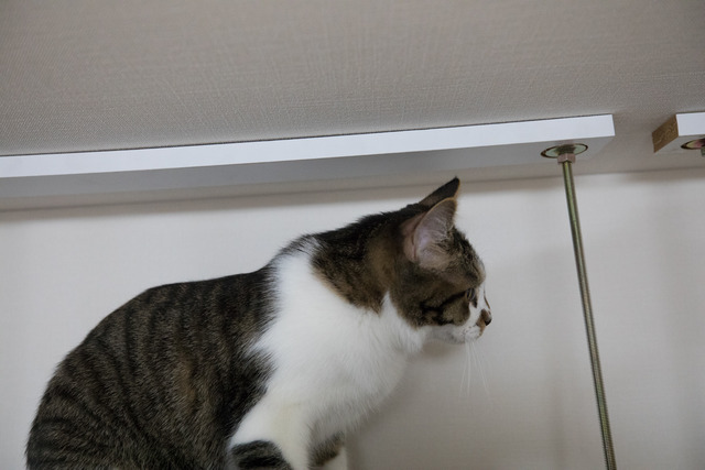 2017-11-26-08394