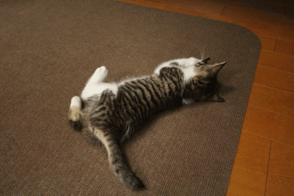 ゴロゴロ
