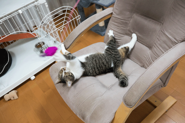 20171016_ゴロゴロ