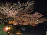 竈門神社のライトアップ5