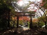何時もの紅葉ですが・・・