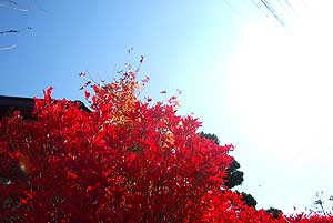 紅葉
