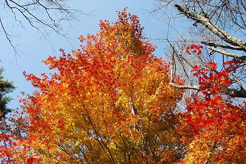 紅葉