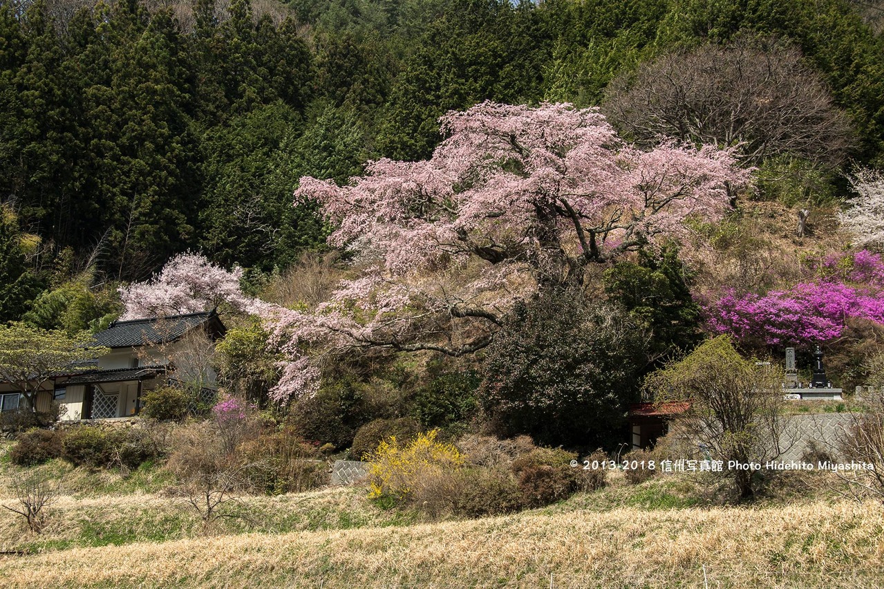西丸尾の桜