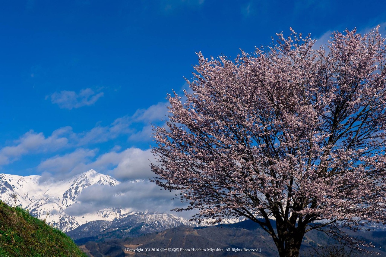 鑓と桜