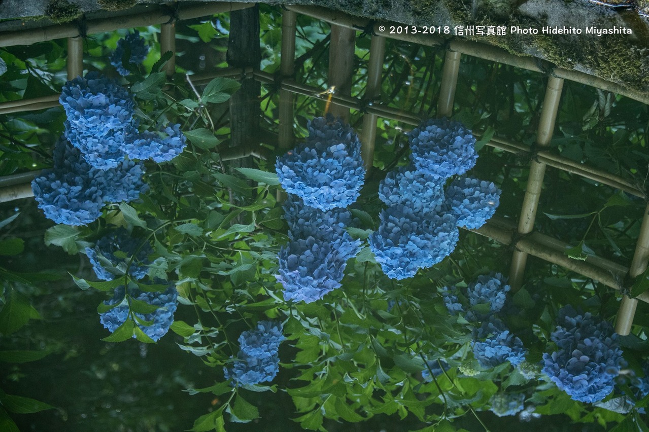 水面に映る
