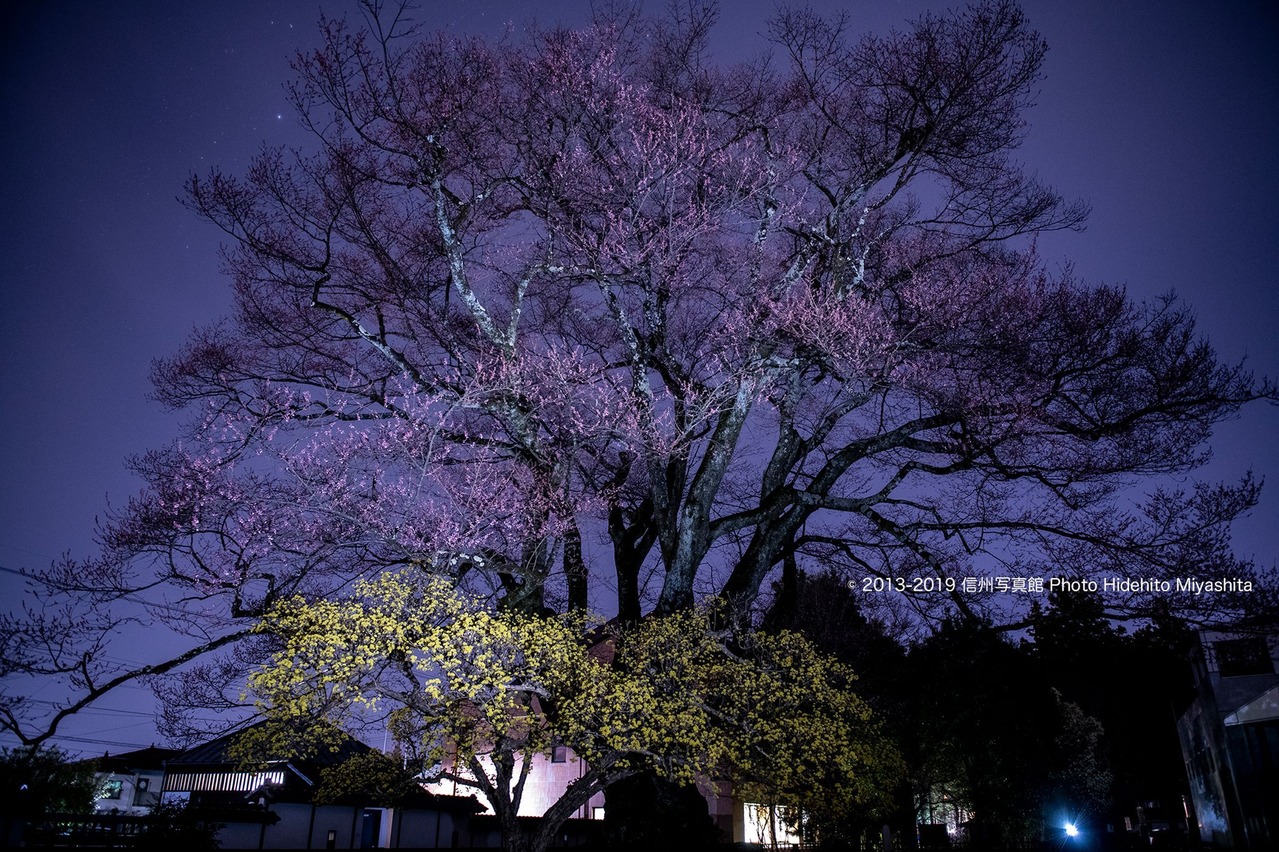 安富桜