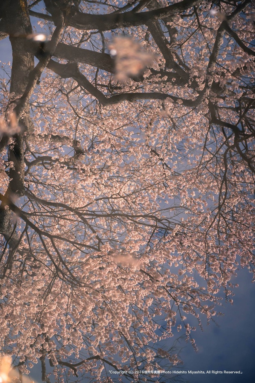水の中に咲いて