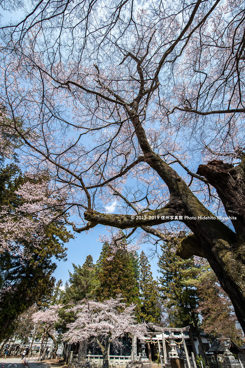 愛宕神社 20190406-_DSC7667 2
