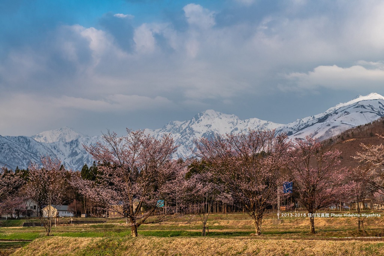 桜と五竜岳