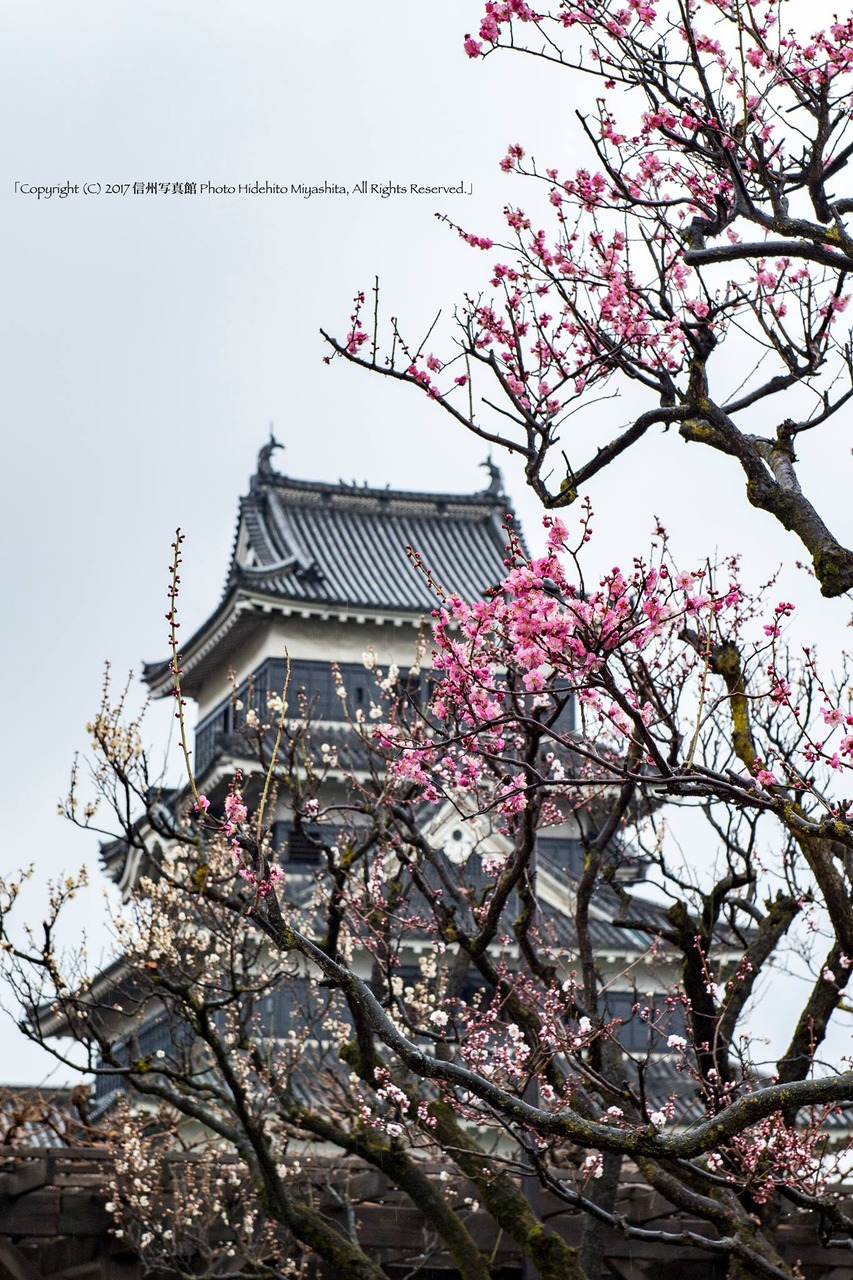 紅梅咲く