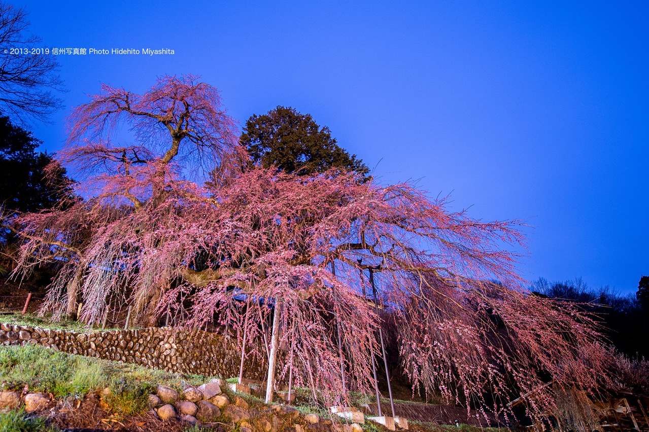 くよとのしだれ桜