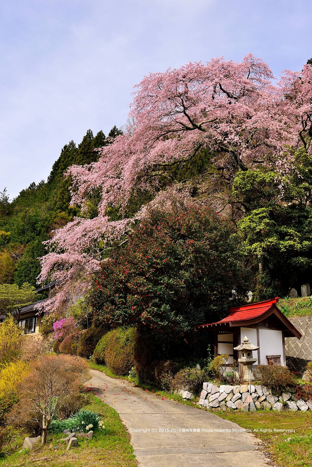 西丸尾の桜