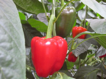 10A-3