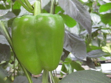 10A-3