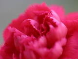carnation