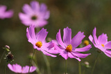 cosmos