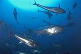 tuna