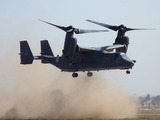 osprey