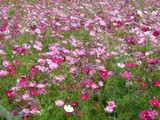 blog0906280