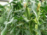 blog0906272