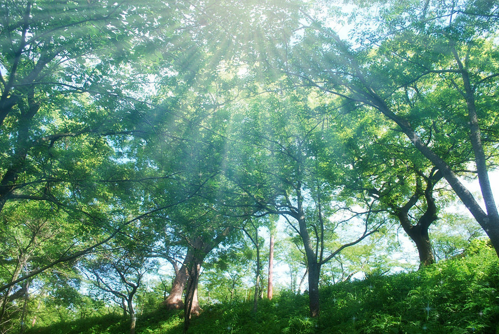 夏朝