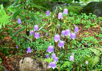 イワシャジン