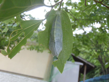 P7030045