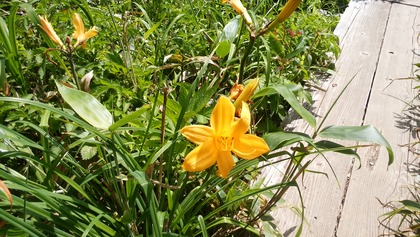 IMG_20160711_135051