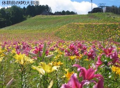 ユリ大斜面写真