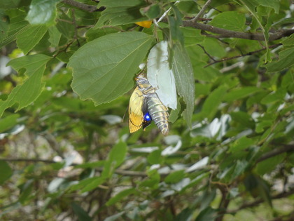 P7030046