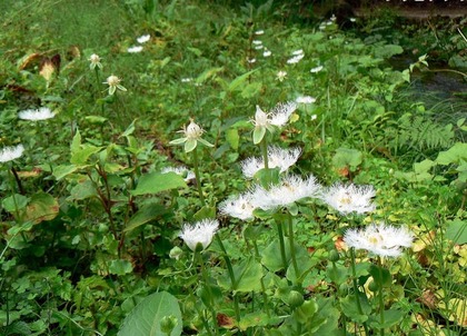 sirahige