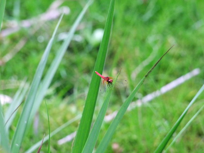 DSCF2826
