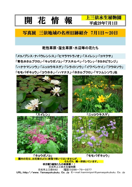 29年版 開花情報一般用_000001