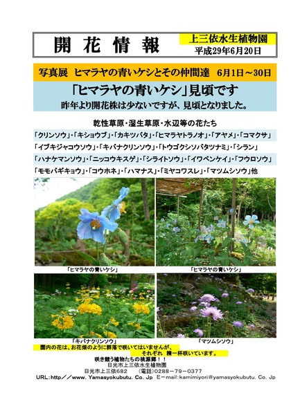 29年版 開花情報一般用 (1)_000001
