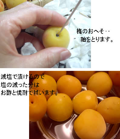 4651295e.jpg