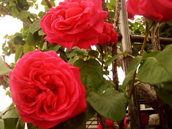 83009c53.jpg