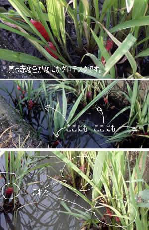 8762c066.jpg