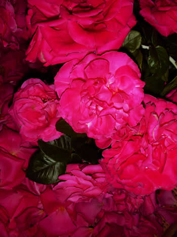 c73dc65c.jpg