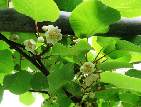 12 花-1