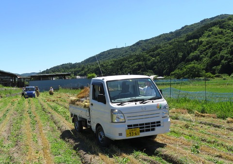 17 麦刈り-3