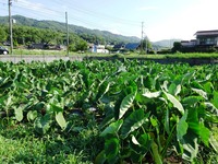 20170805¡¡ (10)