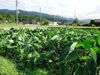 20170819 (5)