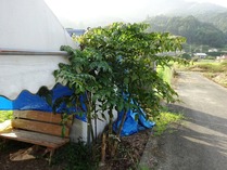 20180819 (10)