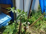 20170514 (37)