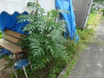 20170702 (14)