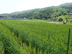 20170514 (26)