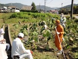 28さといも