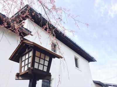 瀬戸川の桜20160408