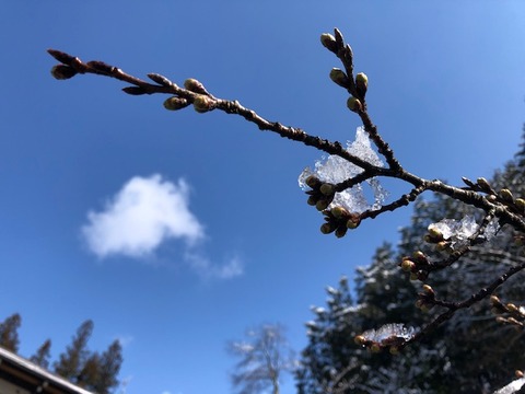 桜の蕾20190401